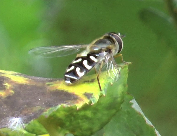 fam Syrphidae, Italia, Brescia,, May 2020, by Paolo Beneventi (video HD)